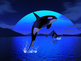 Orca Marine Supplies 